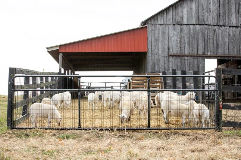 - Postoperative pet anti-licking Elizabethan collarTarter Watchman Wire Mesh Gate 2 in x 4 in x 1 3/4 in x 14 ft.